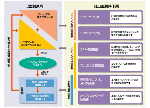 SGLT2阻害薬の薬理作用を考える 田中逸教授 | 川村内科診療所様